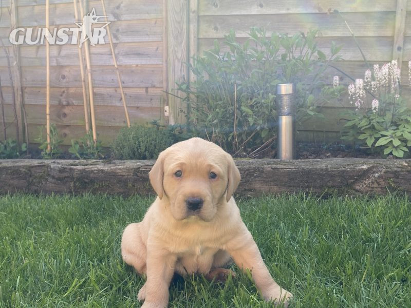 Labrador Dog puppy in 