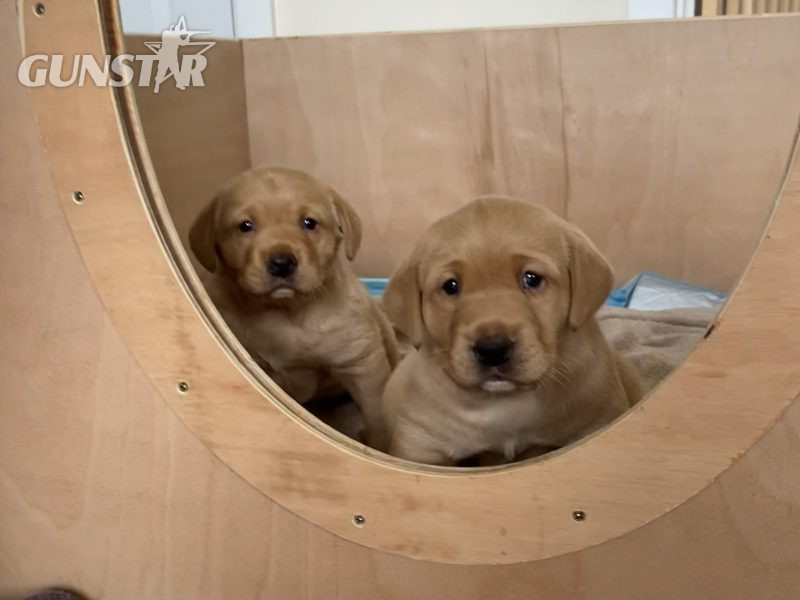 Labrador Dog puppy