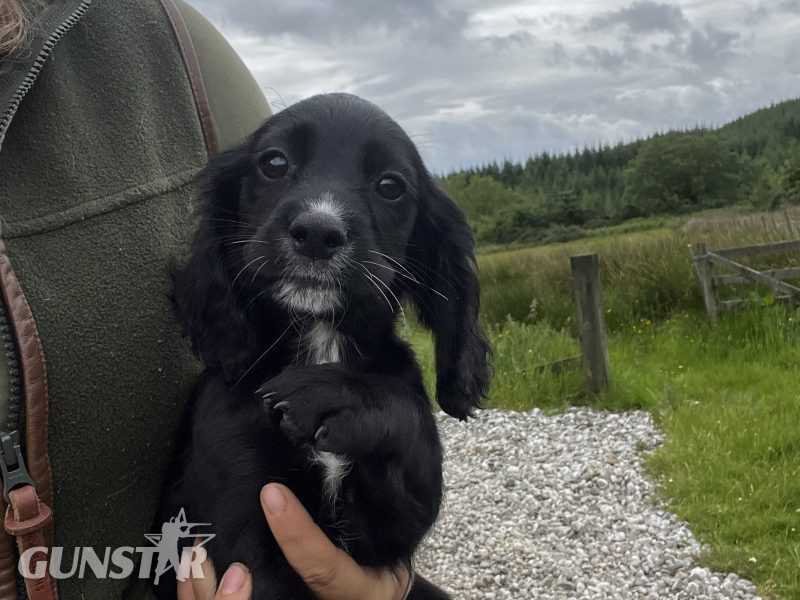 black and white sprocker bitch *ready to leave now* in 