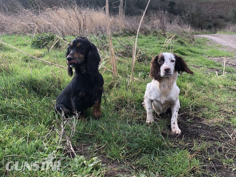 black and white sprocker bitch *ready to leave now*