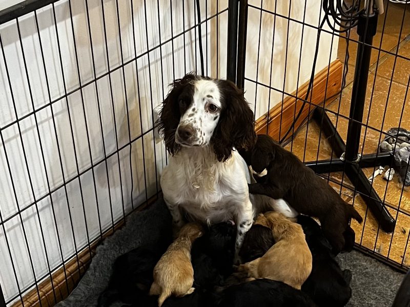 black and white sprocker bitch *ready to leave now* - {CATEGORY}