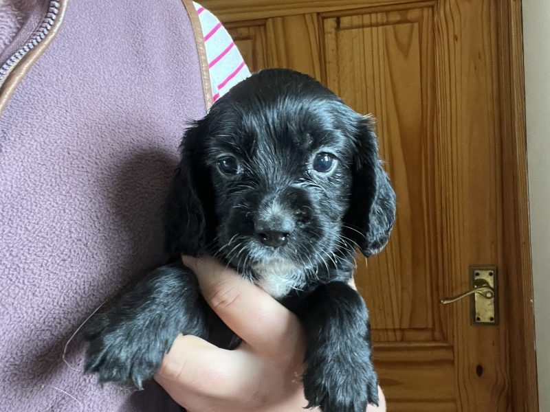 black and white sprocker bitch *ready to leave now* 