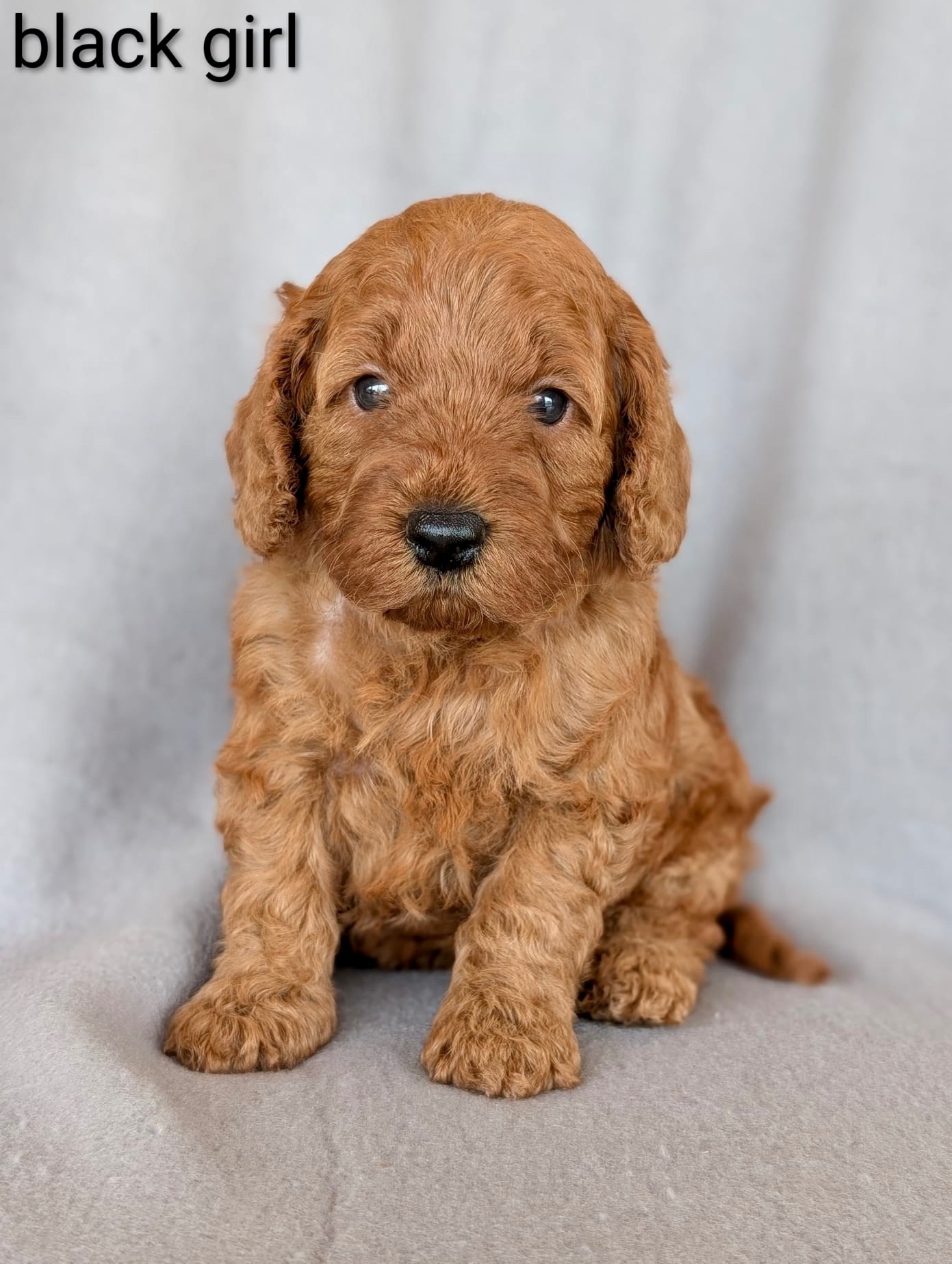  Gorgeous F1b Cockapoo puppies