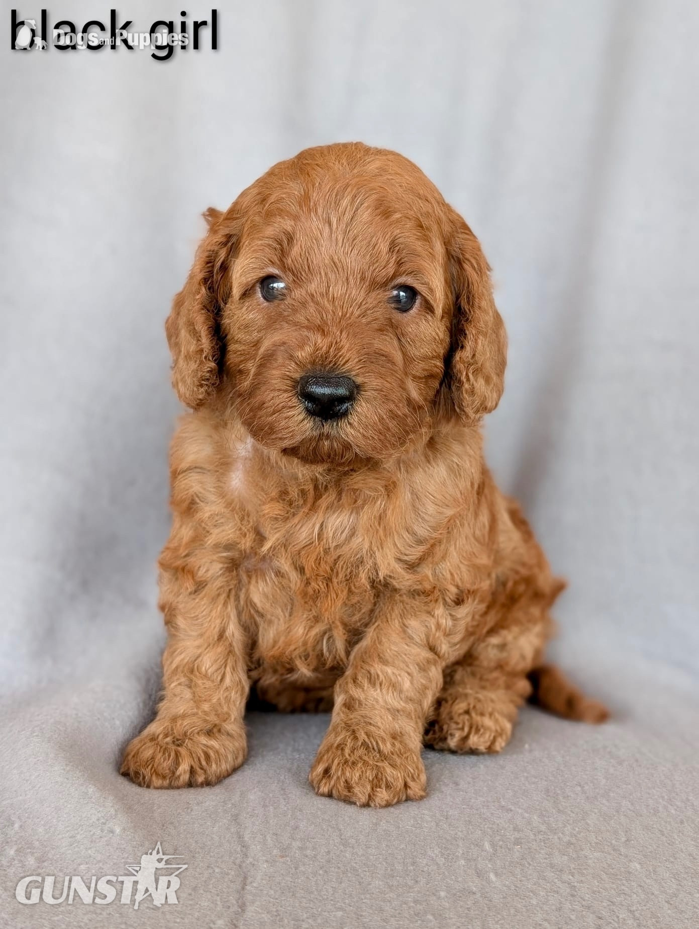  Gorgeous F1b Cockapoo puppies