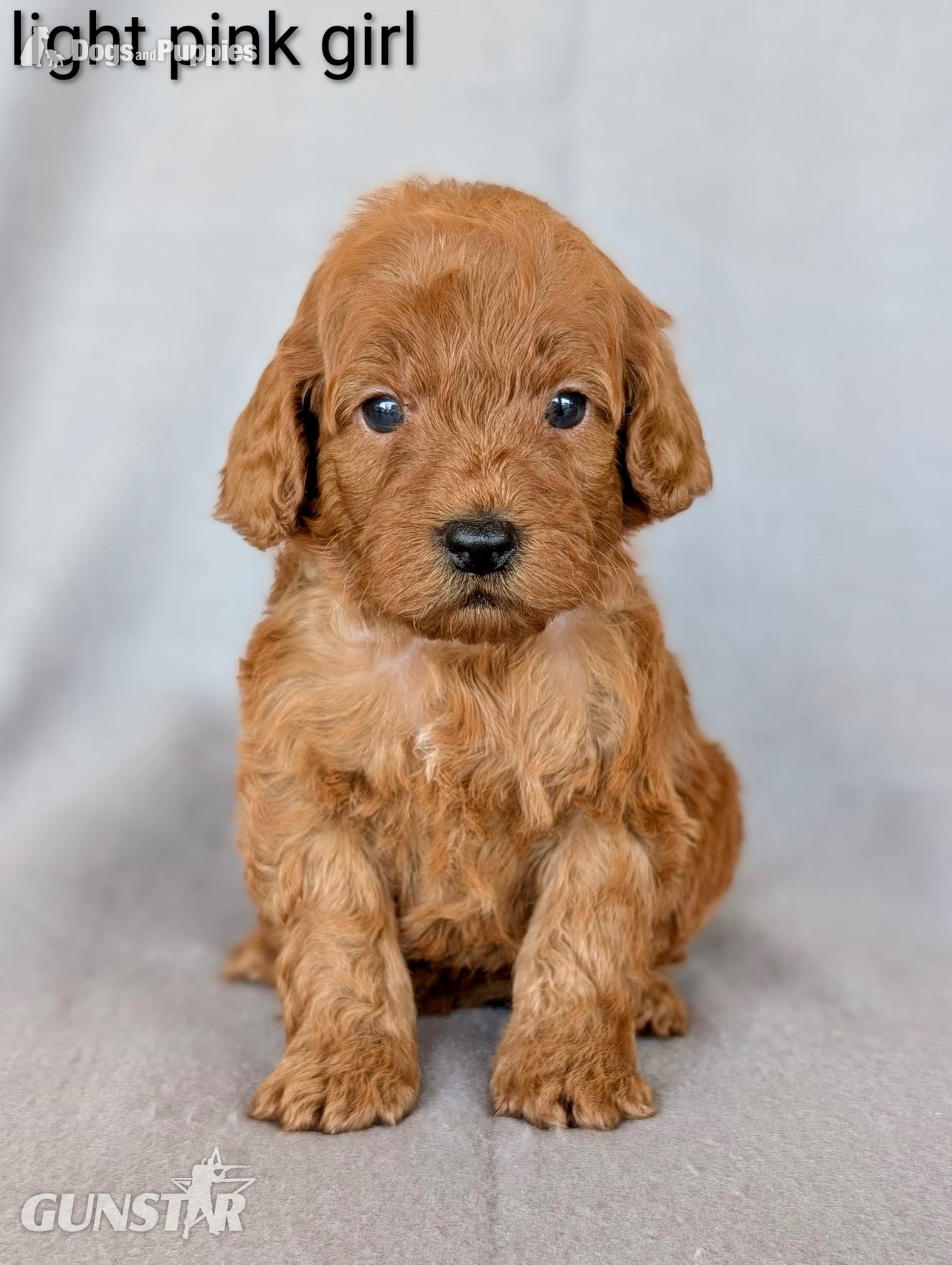 Gorgeous F1b Cockapoo puppies - {CATEGORY} in 