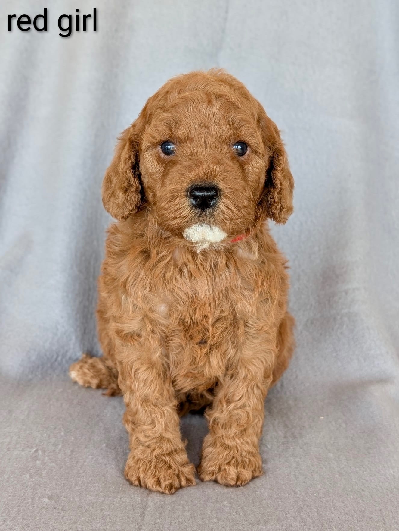 Gorgeous F1b Cockapoo puppies - {CATEGORY}