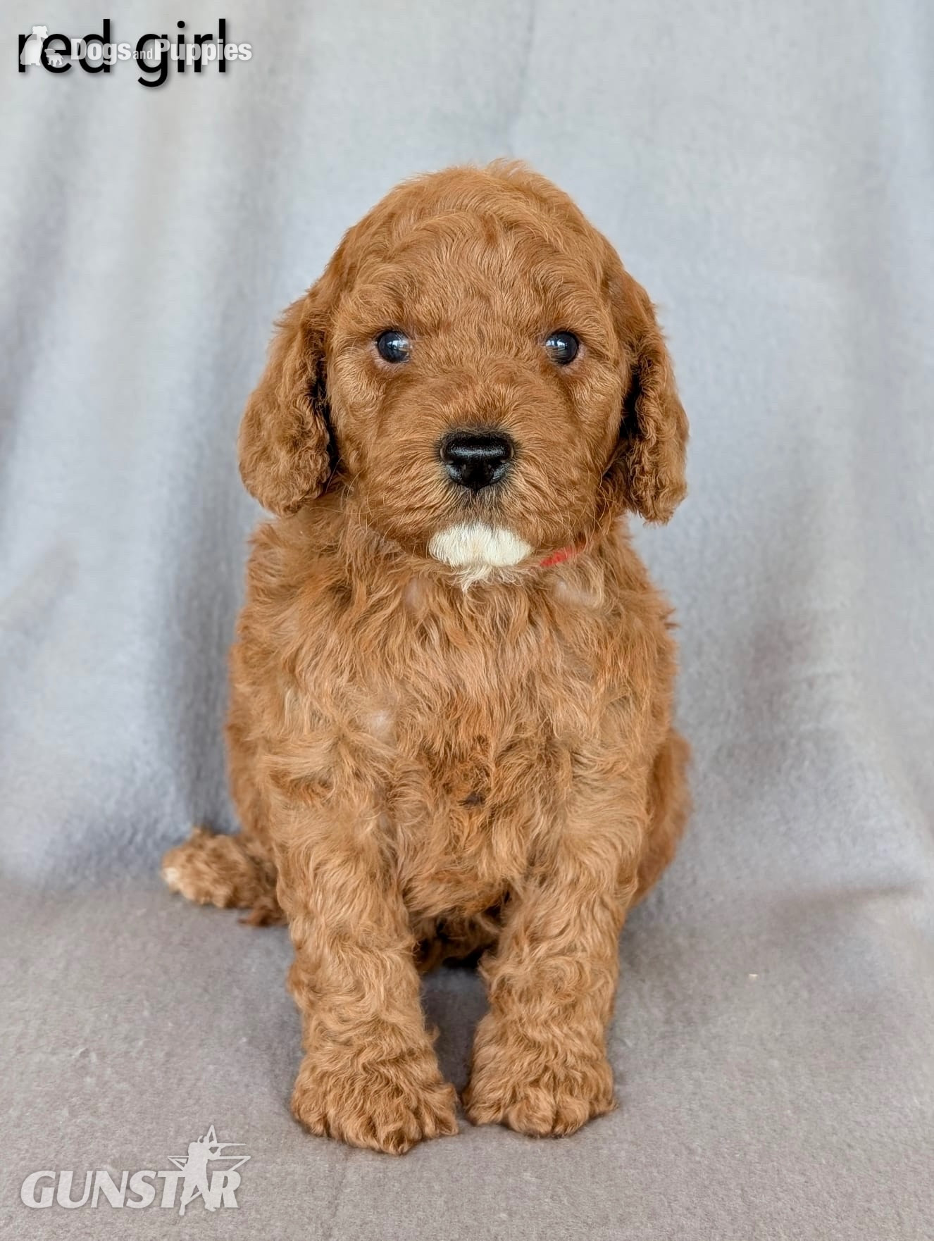 Gorgeous F1b Cockapoo puppies - {CATEGORY}