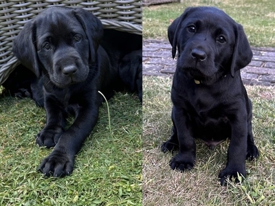 May 2023 Kennel club registered Black Boys for sale