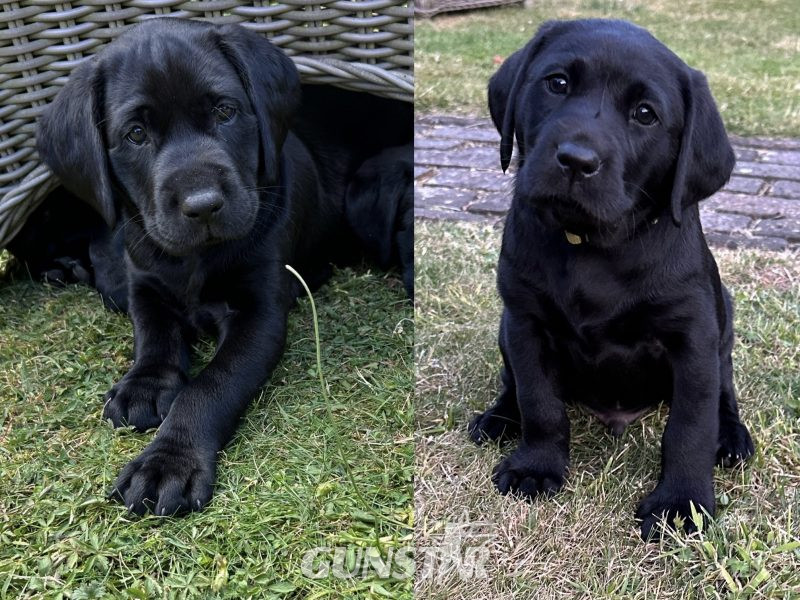 May 2023 Kennel club registered Black Boys for sale in 