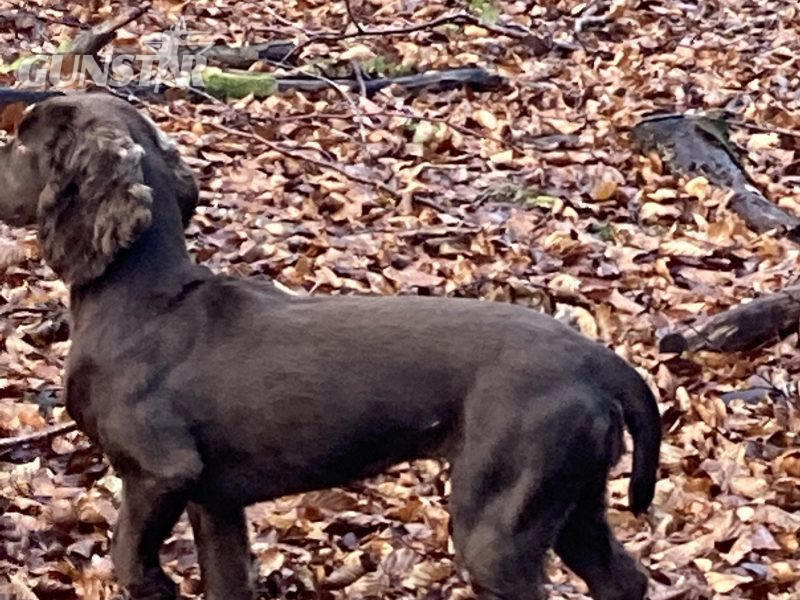 Sprocker puppies in 