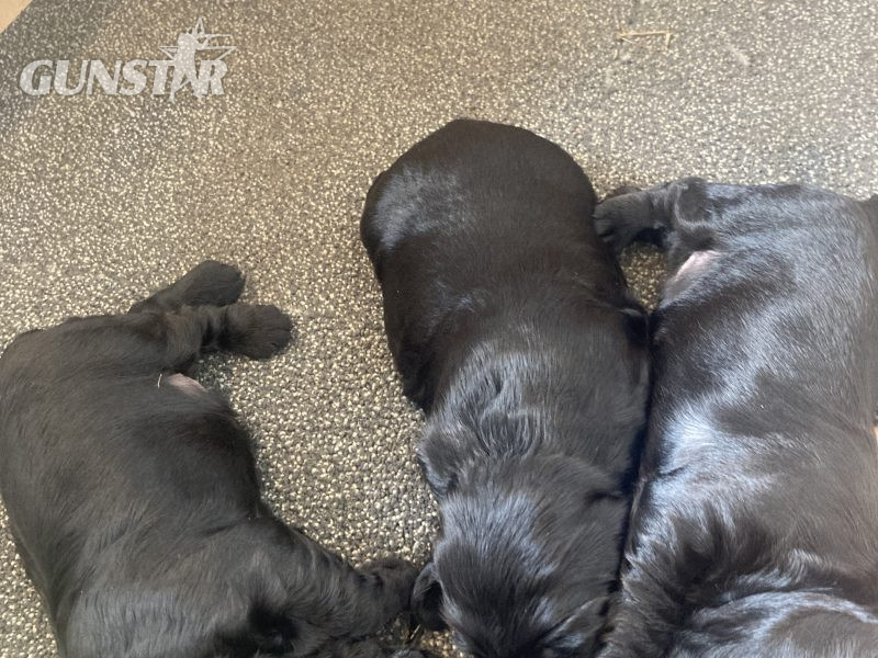  Sprocker puppies