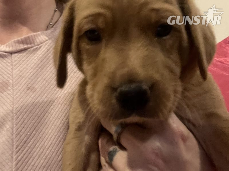 Labrador life breeder bring you their stunning litter of 10 golden fox red puppies