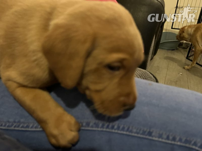 {CATEGORY} - Labrador life breeder bring you their stunning litter of 10 golden fox red puppies in 