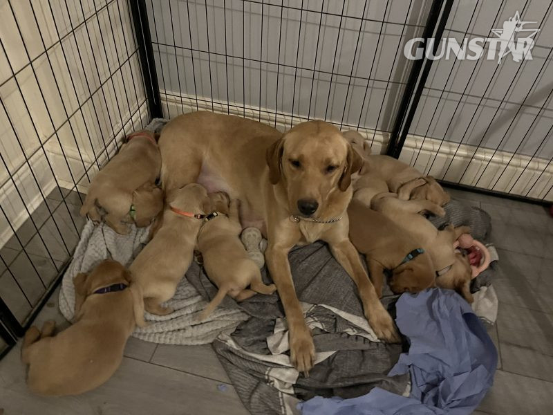 {CATEGORY} - Labrador life breeder bring you their stunning litter of 10 golden fox red puppies