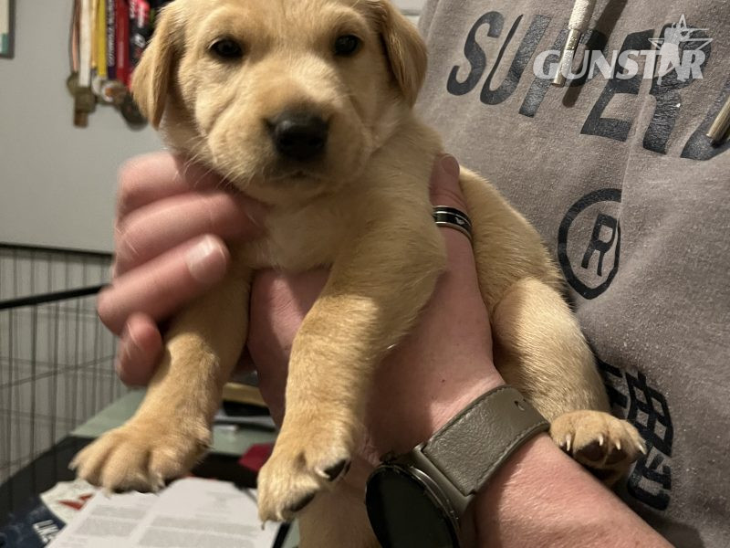 Labrador life breeder bring you their stunning litter of 10 golden fox red puppies 