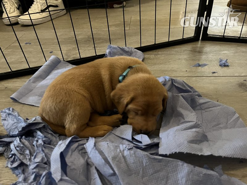 Labrador life breeder bring you their stunning litter of 10 golden fox red puppies in 