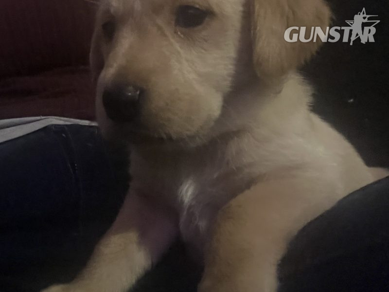 Labrador life breeder bring you their stunning litter of 10 golden fox red puppies - {CATEGORY}