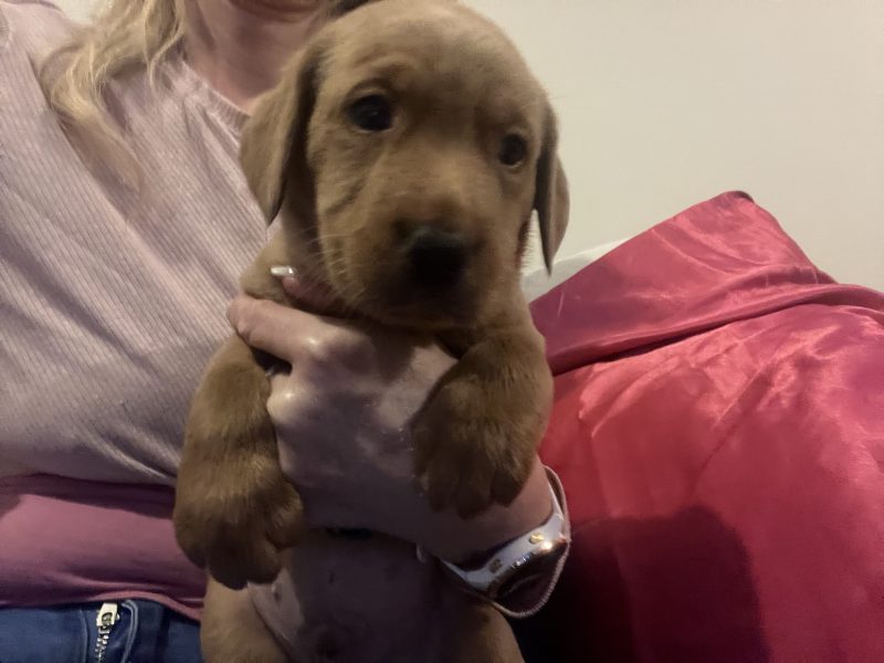 Labrador life breeder bring you their stunning litter of 10 golden fox red puppies - {CATEGORY} in 