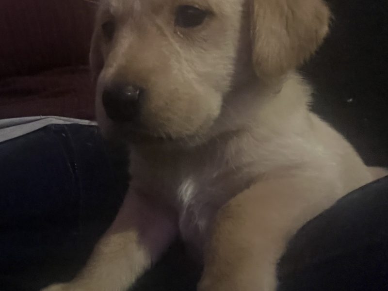 Labrador life breeder bring you their stunning litter of 10 golden fox red puppies - {CATEGORY}