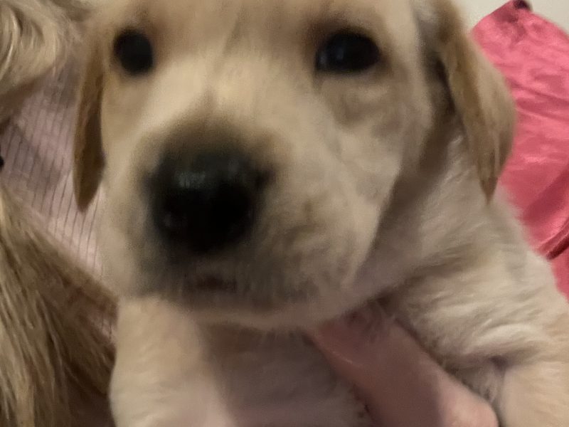 {CATEGORY} - Labrador life breeder bring you their stunning litter of 10 golden fox red puppies in 