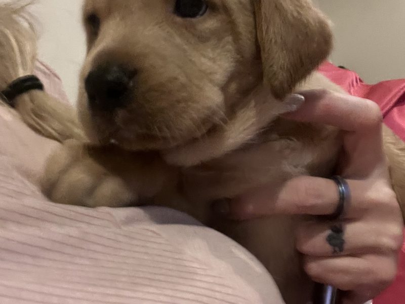 {CATEGORY} - Labrador life breeder bring you their stunning litter of 10 golden fox red puppies