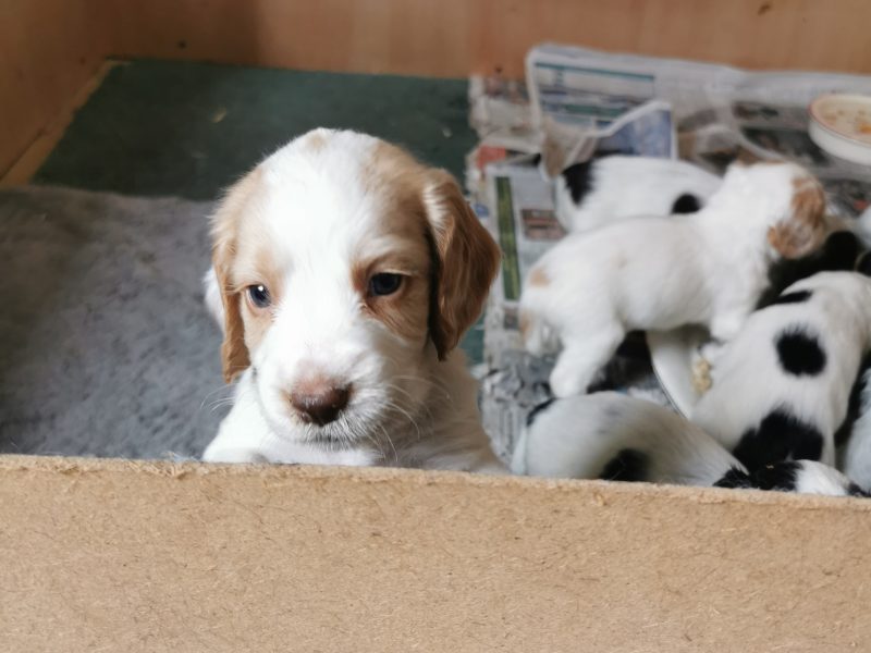 Working cocker spaniels - {CATEGORY} in 