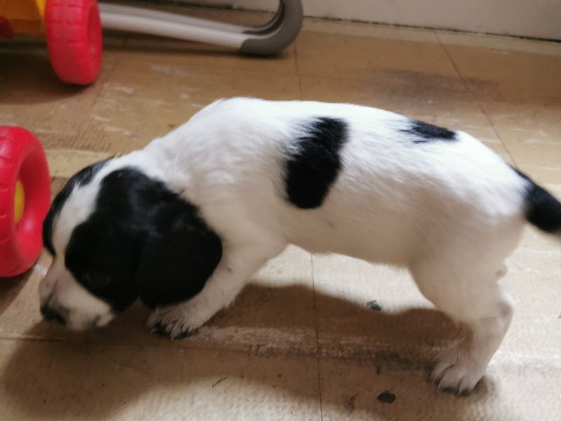 Working cocker spaniels - {CATEGORY}