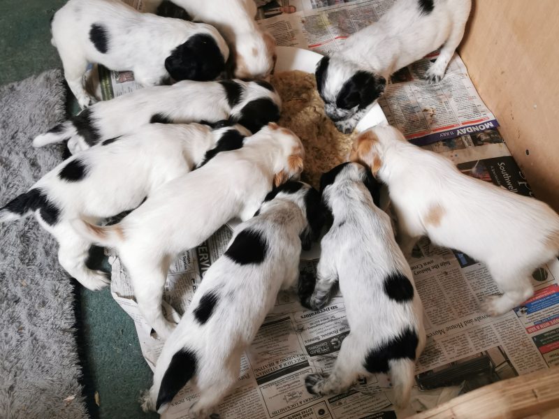 {CATEGORY} - Working cocker spaniels in 