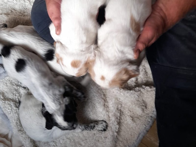 {CATEGORY} - Working cocker spaniels