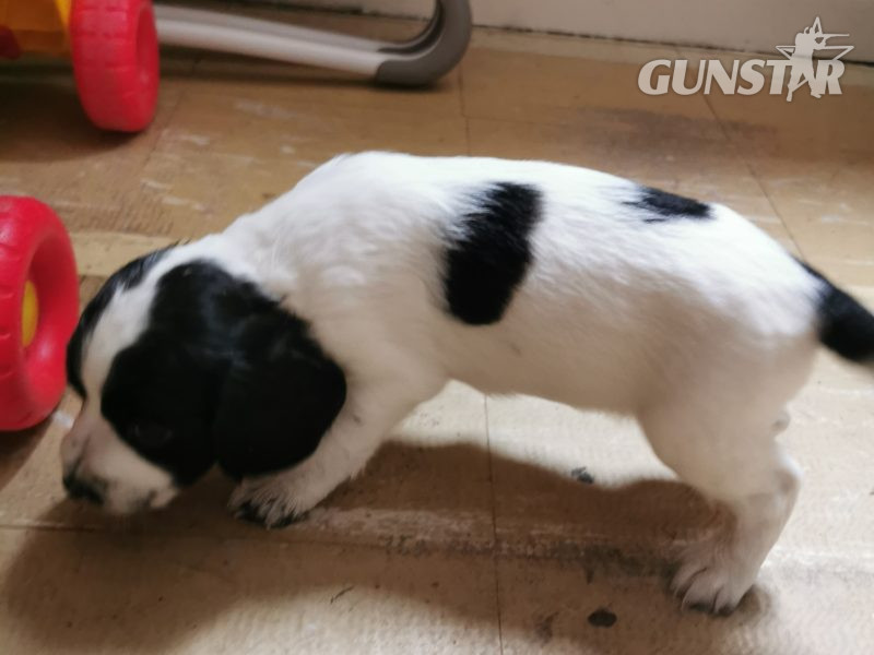 Working cocker spaniels - {CATEGORY}