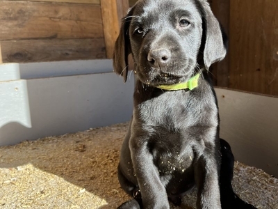 KC working gundog Labrador pups