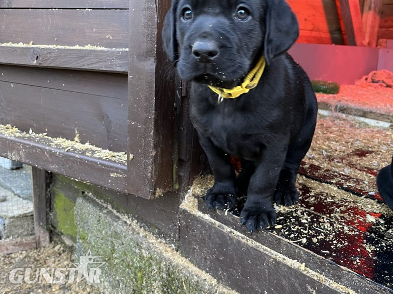 KC working gundog Labrador pups - {CATEGORY}