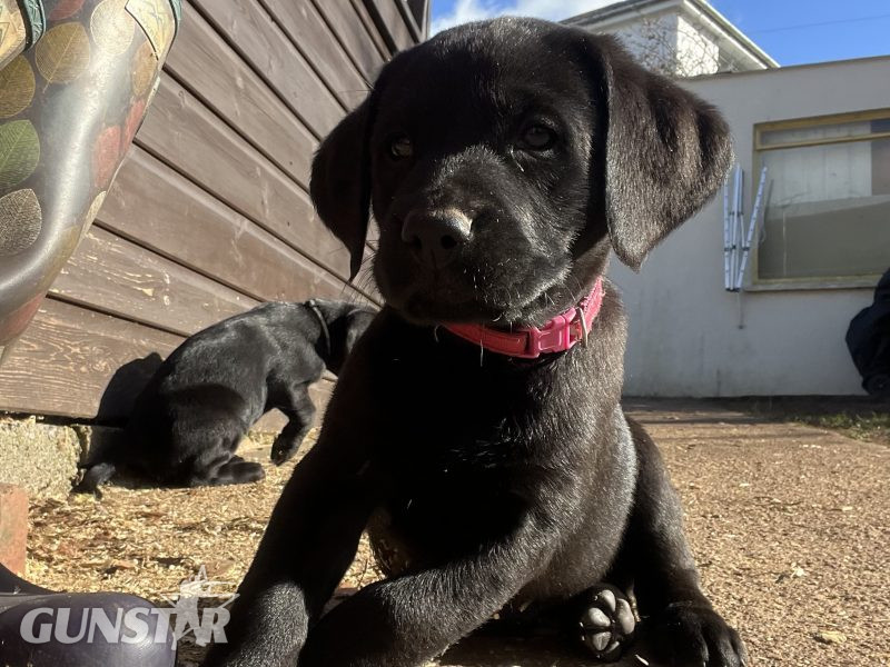 {CATEGORY} - KC working gundog Labrador pups in 
