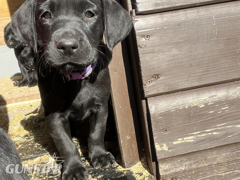KC working gundog Labrador pups