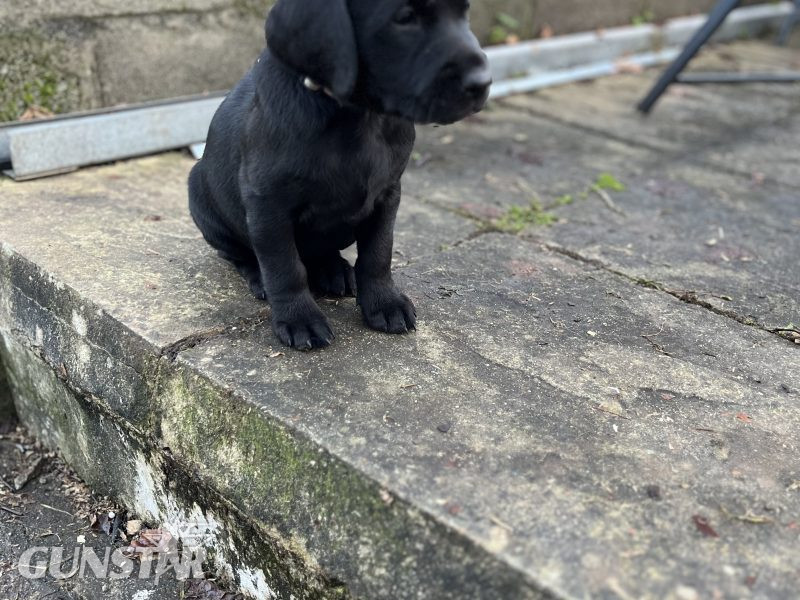 KC working gundog Labrador pups 