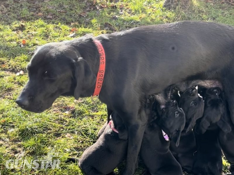 KC working gundog Labrador pups - {CATEGORY} in 