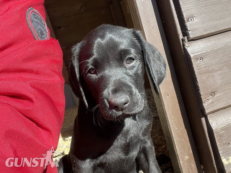  KC working gundog Labrador pups