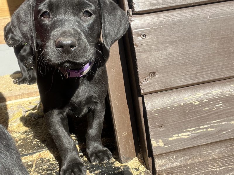 KC working gundog Labrador pups