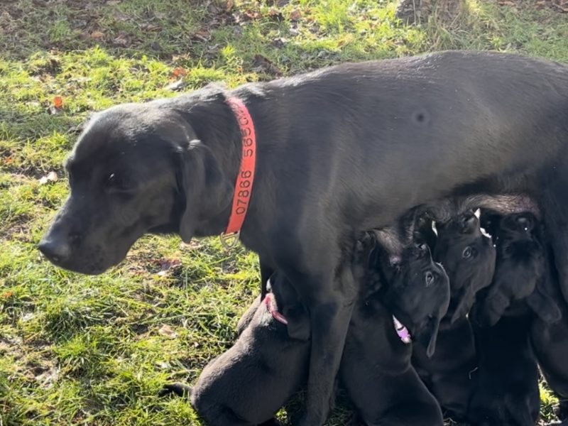 KC working gundog Labrador pups - {CATEGORY} in 