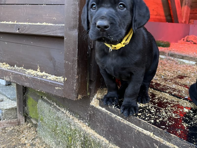 KC working gundog Labrador pups - {CATEGORY}