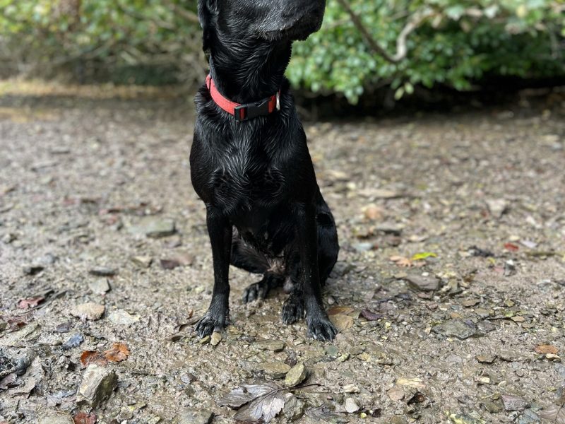 {CATEGORY} - KC working gundog Labrador pups in 