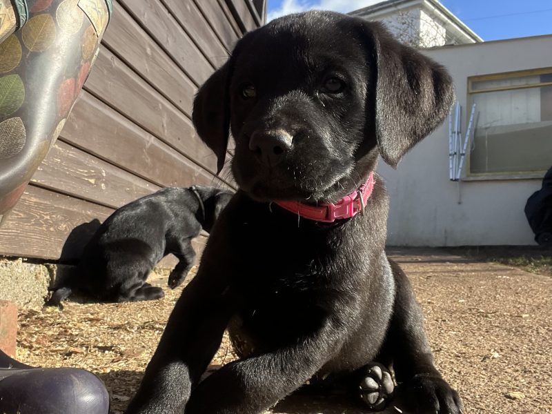 {CATEGORY} - KC working gundog Labrador pups