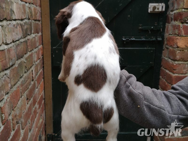 {CATEGORY} - English springer spaniel in 