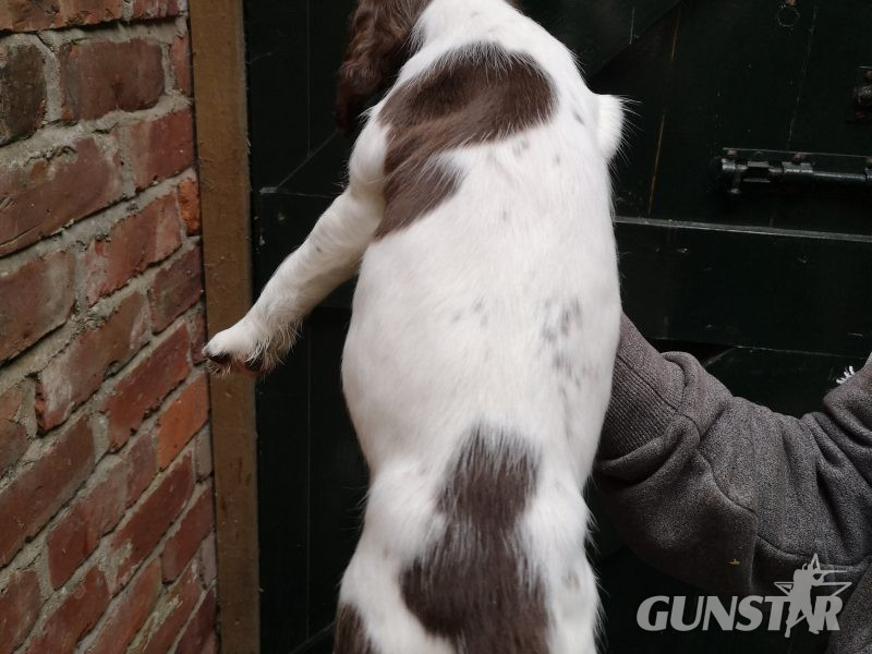  English springer spaniel