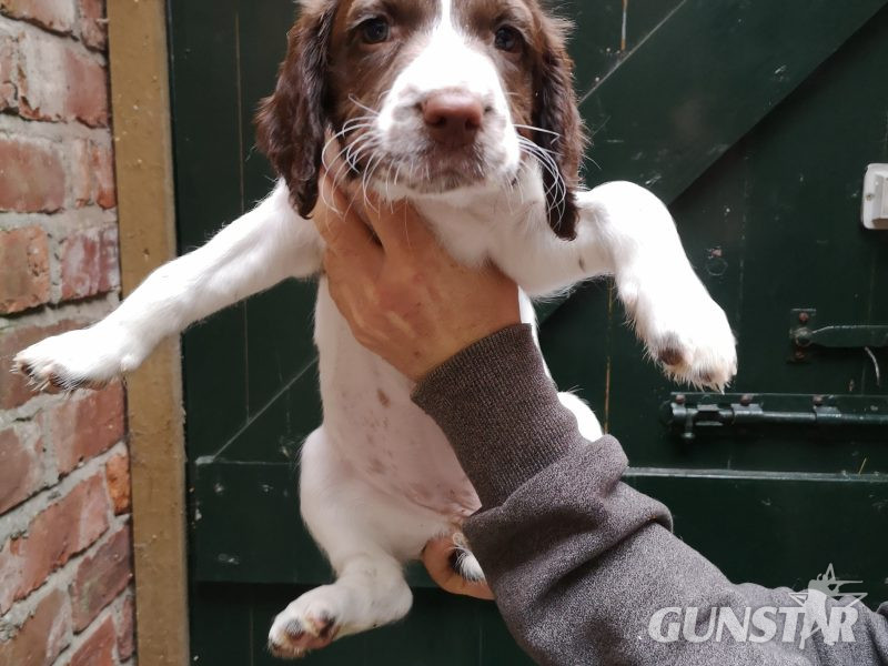 English springer spaniel - {CATEGORY} in 