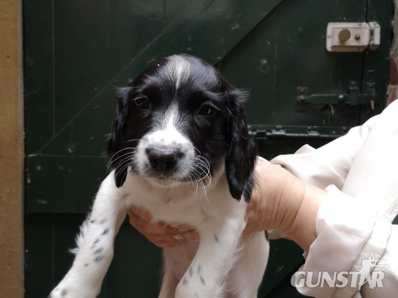 English springer spaniel in 