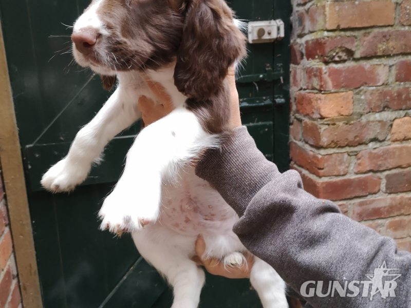 {CATEGORY} - English springer spaniel