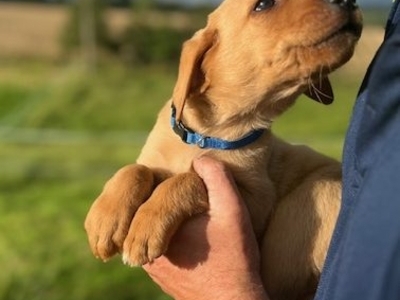 Fox Red Labrador Puppies for Sale