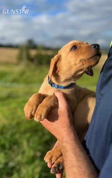 Fox Red Labrador Puppies for Sale in 