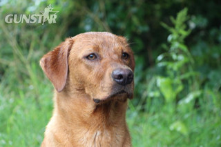 Fox Red Labrador Puppies for Sale - {CATEGORY} in 